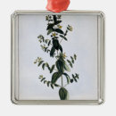 Buscar hierbas adornos Plantas