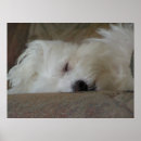 Buscar perro maltés arte Fotografía