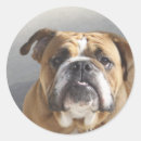 Buscar bulldog pegatinas Retrato