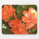Buscar begonia Flores