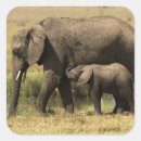 Buscar elefantes africanos pegatinas Animales de safari