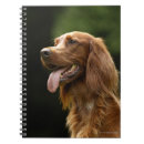 Buscar setter oficina escuela Animal
