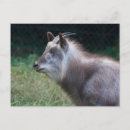 Buscar cabras postales Piel