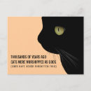 Buscar gatos divertidos postales Comentar