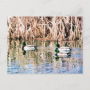 Buscar patos postales Naturaleza