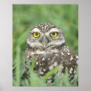 Buscar capa posters Fauna