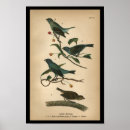 Buscar cardinalidae posters Ave