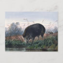 Buscar cerdo salvaje postales Animales
