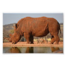 Buscar rinoceronte fotografía África