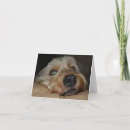 Buscar labrador retriever negro tarjetas Laboratorio