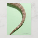 Buscar dragón barbudo postales Animales