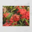 Buscar martes postales Flores