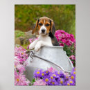 Buscar beagles posters Para niños