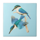 Buscar martín pescador azulejos Naturaleza