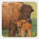 Buscar bisonte pegatinas Fauna