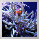 Buscar pescado blanco posters Acuario
