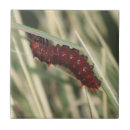 Buscar oruga azulejos Mariposa