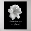 Buscar flores lilas posters Lirio
