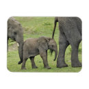 Buscar serengeti imanes Parque nacional de serengeti