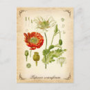 Buscar amapola del vintage postales Flores