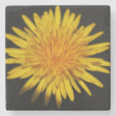 Buscar dandelion posavasos Amarillo