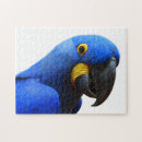 Buscar loro fotografía Azul
