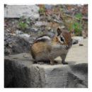 Buscar chipmunk posters Animal