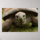 Buscar tortoise arte Tortugas