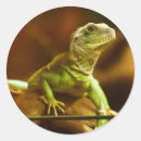 Buscar lizard pegatinas Animal