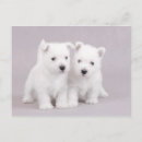 Buscar westies postales Aterrador