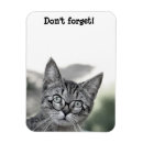 Buscar sorprendido imanes 9 º gata