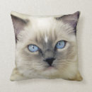 Buscar ojo cojines Gatito