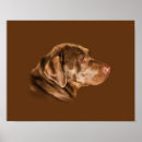 Buscar laboratorio del chocolate posters Animales