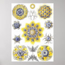 Buscar ameba Haeckel de ernst