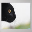 Buscar gato curioso posters Negro