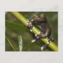 Buscar rana verde postales Un animal