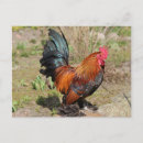 Buscar gallo rojo postales General y unisex