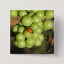 Buscar uvas chapas Rojo