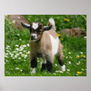 Buscar pigmeo posters Animal