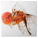 Buscar goldfish azulejos Naranja