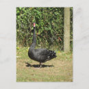 Buscar cisnes postales Cisne negro