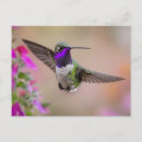 Buscar colibríes coloridos postales Naturaleza