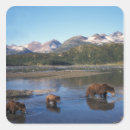 Buscar oso grizzly pegatinas Depredador