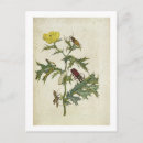 Buscar maria sibylla merian postales Meriano