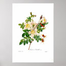 Buscar flor alpina posters Rosa