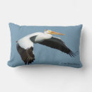 Buscar pelícanos blancos cojines Pájaro