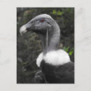 Buscar condor postales Buitre