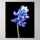 Buscar capo posters Azul