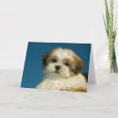 Buscar perro del tzu de shih tarjetas Usted