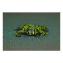 Buscar sapo posters Anfibio